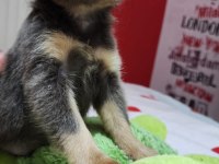 Üst Düzey Kalite Yavru Chihuahua İsteyene