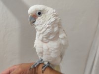 Full Evcil Kakadu Papağanı