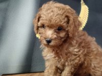 Çok Tatlı, Orijinal Toy Poodle Yavrusu