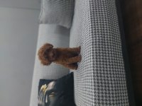Toy poodle köpeğimiz