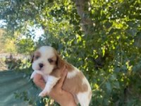 King Charles Cavalier