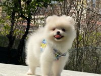 Pomeranian boo yavrular