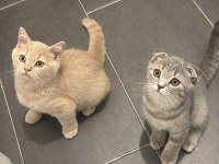 Tatlı scottish fold bebekler