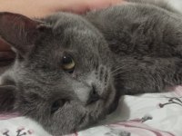 British Shorthair 6-7 Aylık