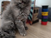 2 Aylık Orjinal British Longhair Kedimiz