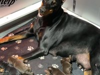 İzin belgeli üretim çiftliğinden doberman kapıda öde