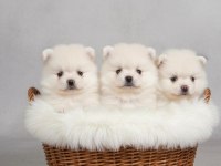 Pomeranian çok uygun