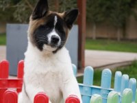 %100 Safkan Akita Yavruları Sağlık ve Irk Garantili 