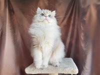 Gri british longhair yakışıklı