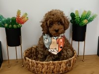 3 aylık toy poodle uygun erkek