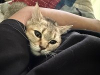 Kedimiz sara yeni yuva arıyor