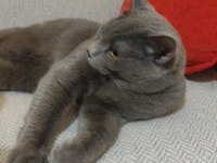 Eşyaları İle Verilecek British Shorthair