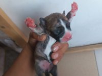 French bulldog yavrularımız