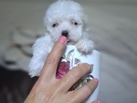0 Boy Maltese Terrier