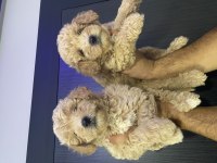 Maltipoo yavrularımız