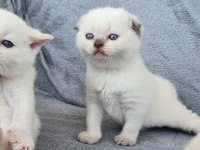 Scottish Fold Blue Point