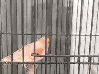 6 Aylık 26 Bileziki Mozaik Erkek Kanarya