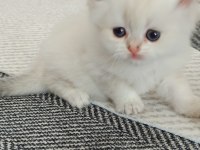 Muhteşem güzellikte golden blue point british longhair