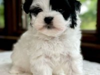 Morkie mavi boncuklarım kore