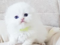 Üst Düzey Beyaz Longhair Scotish Bebekler 