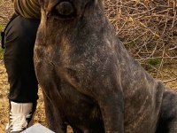 Dünya Şampiyonu Öz Torunları Cane Corso