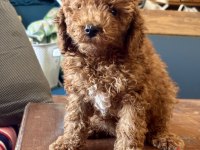 0 No Mini Toy Poodle Kızımız
