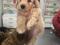 Apricot toy poodle erkek
