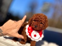 SAFKAN TOY POODLE YAVRULAR