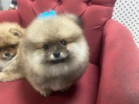 Yavru Erkek Pomeranian Boo