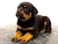 A Scr Rottweiler Yavrularımız