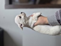 Şivava diğer adıyla (chihuahua)