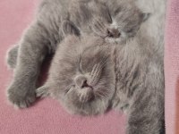Safkan british longhair