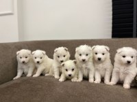 SAMOYED KARTOPU BEBEKLER
