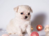 Elma Surat Chihuahua yavrularım
