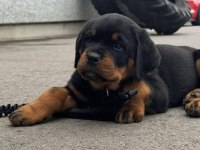 Ruhsatlı köpek çifliğinden rottweiler yavrular a scrli