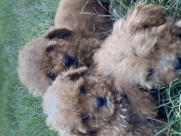 Orjinal Maltipoo Bebekler