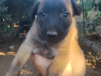 Belçika Malinois Yavrularımız