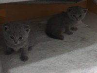British shorthair