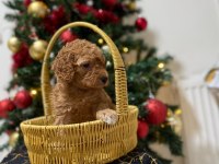 Toy Poodle bebeklerimiz yuvasını arıyor