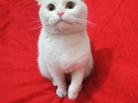 Kartopu scottish fold kedim yeni yuvasını arıyor