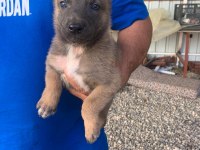 Süper malinois yavrularımız anne baba şampiyon