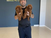 RENK RENK ORJİNAL TOY POODLE YAVRULARIMIZ GÜNCEL ANKARA