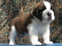 Safkan anne ve babadan st bernard yavrular