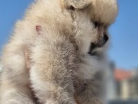 DİŞİ AYI SURAT POMERANİAN BOO