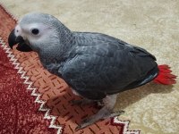 63 Günlük Sağlıklı Jako Papağanı Yavrusu