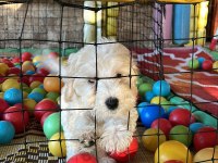 3 Aylık Yavru Maltipoo