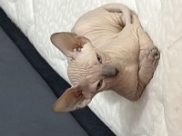 Yeni doğmuş 1.5 aylık sphynx