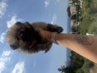 Pomeranian erkek bebek