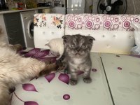 MİNİK BRİTİSH YAVRULARIMIZA SICAK BİR AİLE VE YUVA ARIYORUZ