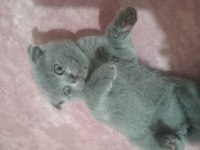 Minnoş Scottish Fold Kedimize Yeni Yuva Arıyoruz